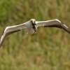 Terej australsky - Sula serrator - Australian Gannet - takapu 1374